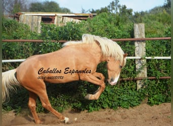 Andalusian, Stallion, 5 years, 15.2 hh, Palomino