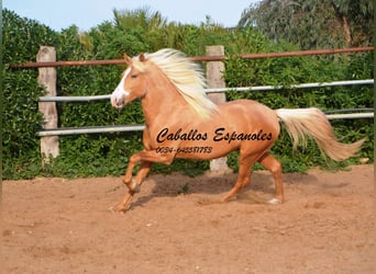 Andalusian, Stallion, 5 years, 15.2 hh, Palomino