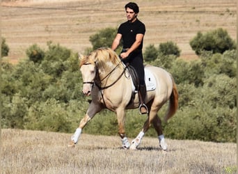 Andalusian, Stallion, 5 years, 15.2 hh, Pearl