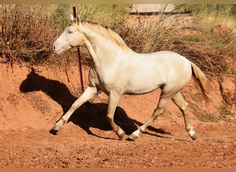 Andalusian, Stallion, 5 years, 15.2 hh, Pearl