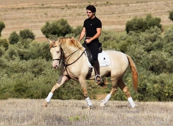 Andalusian, Stallion, 5 years, 15.2 hh, Pearl