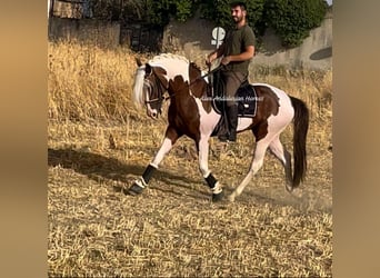 Andalusian, Stallion, 5 years, 15.2 hh, Pinto