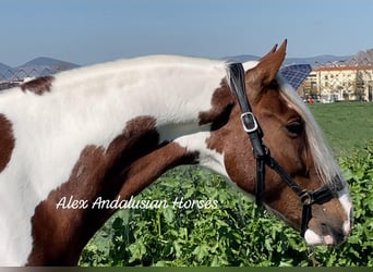 Andalusian Mix, Stallion, 5 years, 15.2 hh, Pinto