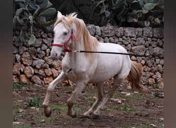Andalusian, Stallion, 5 years, 15 hh, Perlino