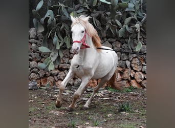 Andalusian, Stallion, 5 years, 15 hh, Perlino