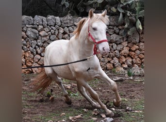 Andalusian, Stallion, 5 years, 15 hh, Perlino