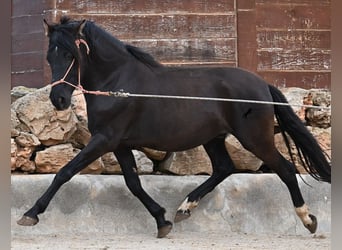 Andalusian, Stallion, 5 years, 15,2 hh, Black