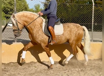 Andalusian, Stallion, 5 years, 15,2 hh, Palomino