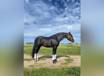 Andalusier, Hengst, 5 Jahre, 16,1 hh, Rappe