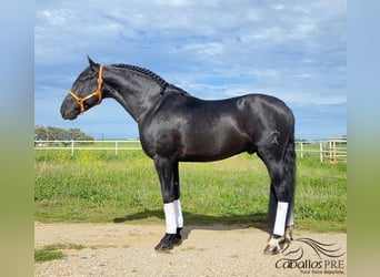 Andalusier, Hengst, 5 Jahre, 16,1 hh, Rappe