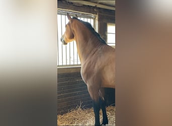 Andalusian, Stallion, 5 years, 16.1 hh, Brown