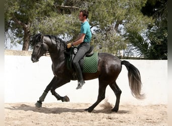 Andalusian, Stallion, 5 years, 16.1 hh, Gray