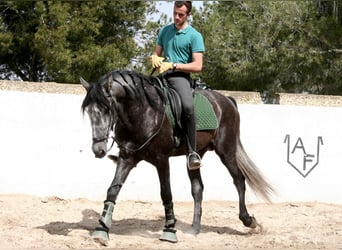 Andalusian, Stallion, 5 years, 16.1 hh, Gray