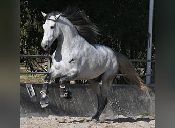 Andalusian, Stallion, 5 years, 16.1 hh, Grey