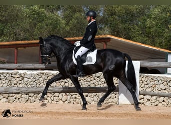Andalusian, Stallion, 5 years, 16.2 hh, Black