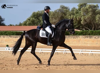 Andalusian, Stallion, 5 years, 16.2 hh, Black