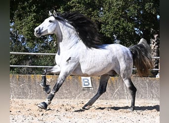 Andalusian, Stallion, 5 years, 16.2 hh, Grey