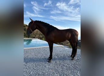 Andalusian, Stallion, 5 years, 16 hh, Brown