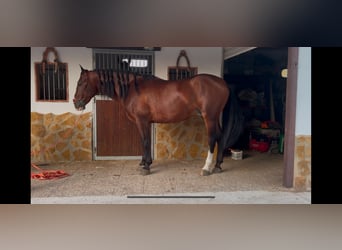 Andalusian, Stallion, 5 years, 16 hh, Brown