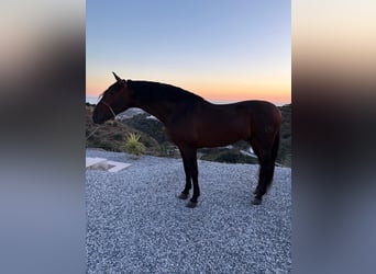 Andalusian, Stallion, 5 years, 16 hh, Brown