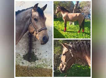 Andalusian, Stallion, 5 years, 16 hh, Dun