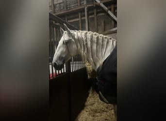Andalusian, Stallion, 5 years, 16 hh, Gray-Dapple