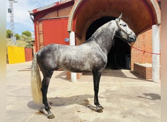 Andalusian, Stallion, 5 years, 16 hh, Grey