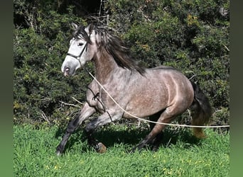 Andalusian, Stallion, 5 years, 16 hh, Grey