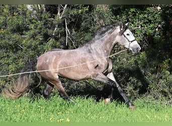 Andalusian, Stallion, 5 years, 16 hh, Grey
