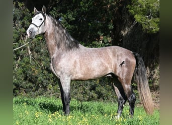 Andalusian, Stallion, 5 years, 16 hh, Grey