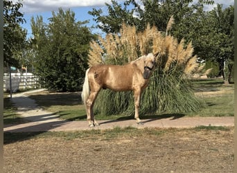 Andalusian, Stallion, 5 years, 16 hh, Palomino