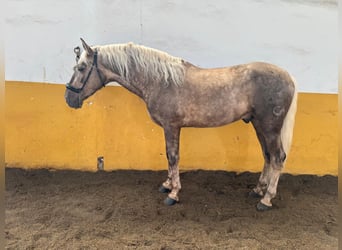 Andalusian, Stallion, 5 years, 16 hh, Palomino
