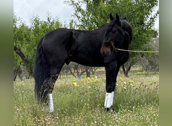 Andalusian, Stallion, 5 years, 16,1 hh, Black