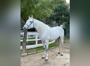 Andalusian, Stallion, 5 years, 16,2 hh, White