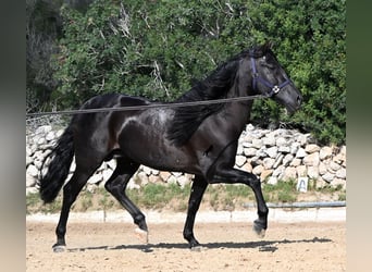 Andalusian, Stallion, 5 years, Black