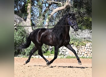 Andalusian, Stallion, 5 years, Black