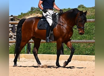 Andalusian, Stallion, 6 years, 15.1 hh, Brown