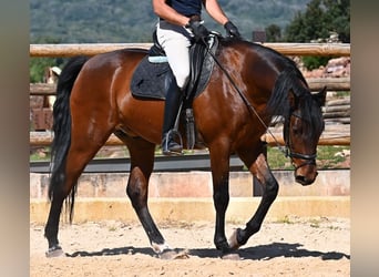 Andalusian, Stallion, 6 years, 15.1 hh, Brown