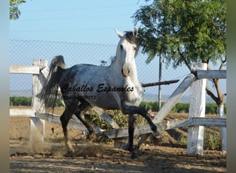 Andalusian, Stallion, 6 years, 15.1 hh, Gray