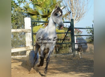 Andalusian, Stallion, 6 years, 15.1 hh, Gray
