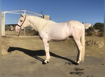 Andalusian, Stallion, 6 years, 15.1 hh, Leopard-Piebald