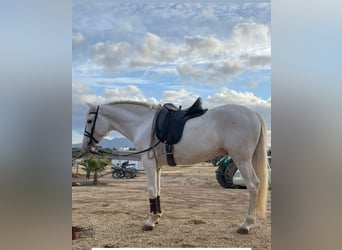 Andalusian, Stallion, 6 years, 15.1 hh, Leopard-Piebald