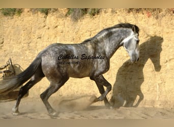 Andalusian, Stallion, 6 years, 15,1 hh, Smoky-Black