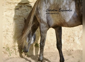 Andalusian, Stallion, 6 years, 15,1 hh, Smoky-Black