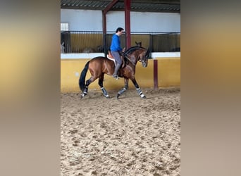 Andalusian, Stallion, 6 years, 15.2 hh, Bay