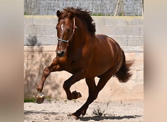 Andalusian, Stallion, 6 years, 15.2 hh, Chestnut-Red