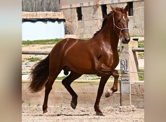 Andalusian, Stallion, 6 years, 15.2 hh, Chestnut-Red