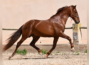 Andalusian, Stallion, 6 years, 15.2 hh, Chestnut-Red