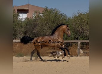 Andalusian, Stallion, 6 years, 15.2 hh, Dun