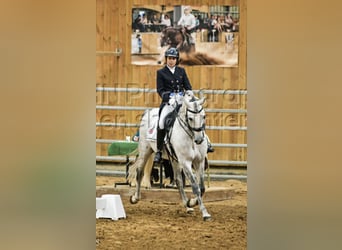 Andalusian, Stallion, 6 years, 15.2 hh, Gray-Dapple